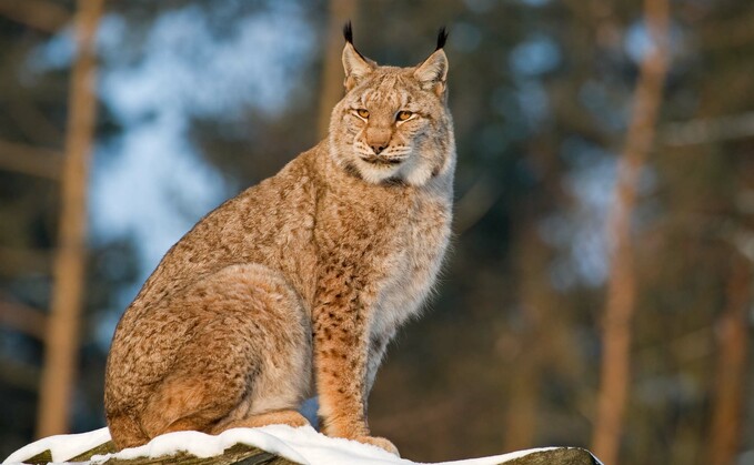 Lynx UK Trust director Paul O'Donoghue, said: "People would be gobsmacked by what people have in their back garden."