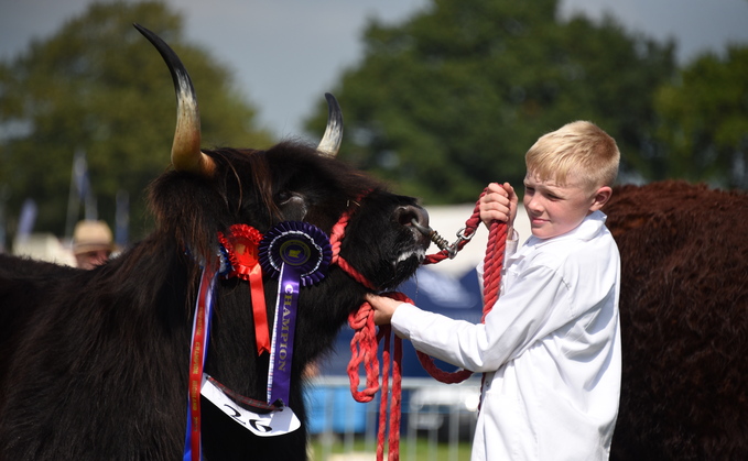 Hereford breed claims championship on home turf at Kington show