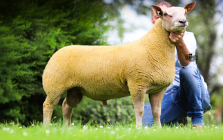 Charollais centre record set by Edstaston flock