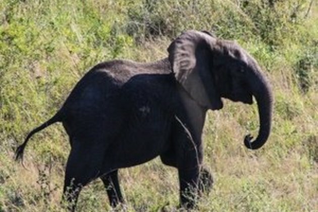 Zimbabwe demands right to sell $300m of ivory to fund game reserves