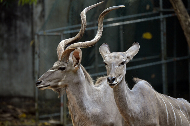 SRI LANKA-COLOMBO-DEHIWALA-ZOO