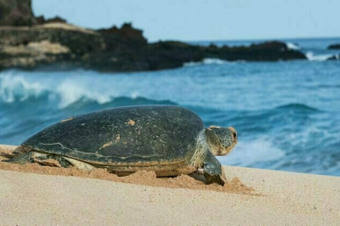 One green sea turtle can contain the equivalent of 10 ping pong balls in plastic