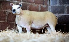 Summer Sensation online Texel female sale peaks at £6,000