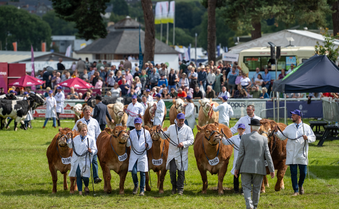 Top tips for preparing your cattle this show season