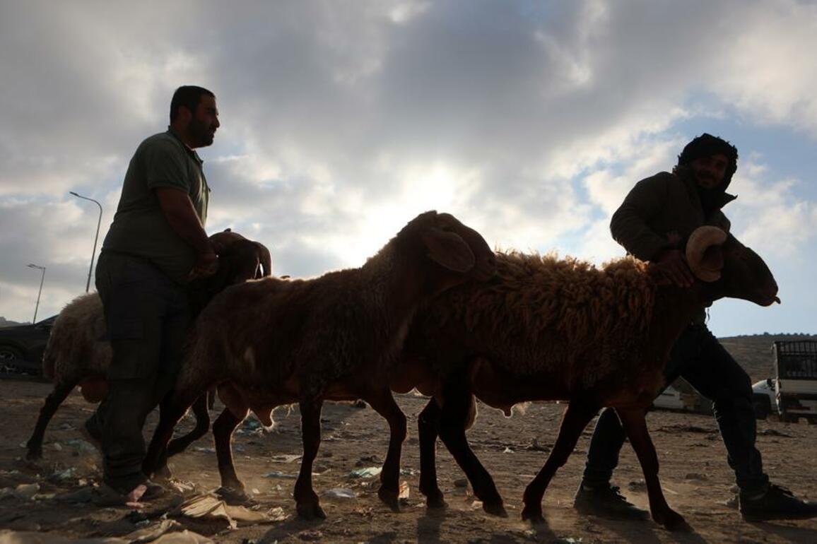 Mideast in Pictures: Palestinians buy sacrificial animals ahead of Eid al-Adha