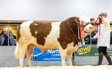Simmental Islavale Ringo leads bull trade at Thainstone