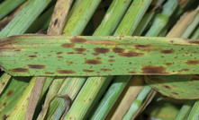 Managing barley diseases lies in a correct diagnosis