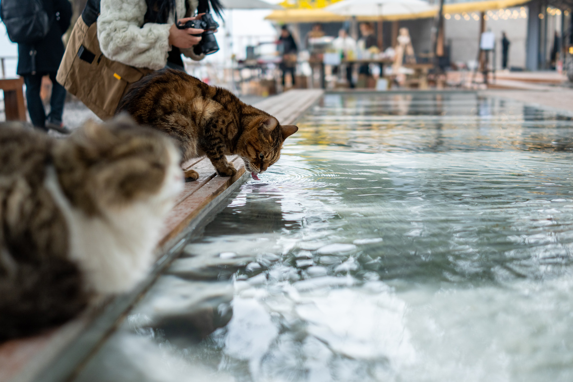 CHINA-CHONGQING-VACANT LOT-CAT THEMED PARK-TRANSFORMATION (CN)