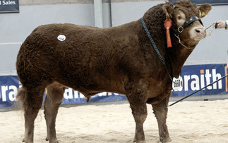 Strong demand for pedigree bulls of all breeds at Stirling