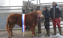 Limousins take Thrapston champion and reserve