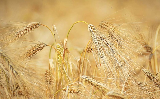 Crops steal genes to accelerate evolution