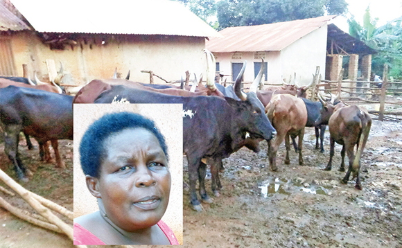 Ente ezaabadde zibbiddwa nga zikomezeddwaawo. Mu katono ye Nalukwago Ente ezaabadde zibbiddwa nga zikomezeddwaawo. Mu katono ye Nalukwago