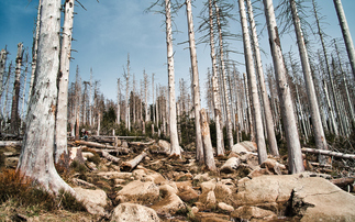 How half of global GDP could be wiped out by nature-related risks