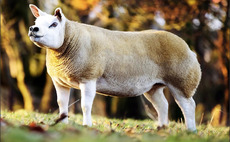 Select Seven Texels peak at 22,000gns