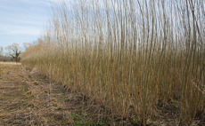 Could willow be the answer to better lamb growth?