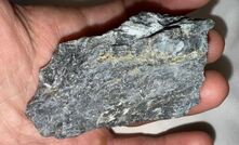 Visible gold recovered from 1350 ore development on the Wilber lode.