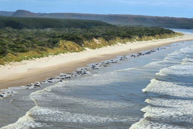 At Least 200 Pilot Whales Die on Tasmanian Beach