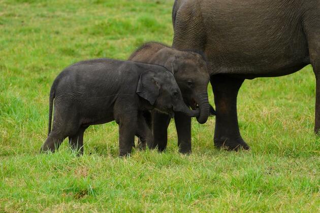 Asia Album: Animals in Sri Lanka's national parks