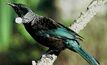 Tui hits high note: AWE