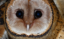  Tasmania's masked owl