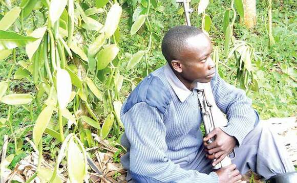 Vanilla kati bamukuuma na mmundu e Buikwe. Vanilla kati bamukuuma na mmundu e Buikwe.