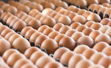 Egg sector buoyant despite animal welfare and regulatory challenges