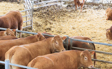 East Yorkshire Limousin herd continues to strive for genetic improvement