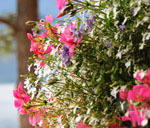 Gardens for schools