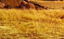 Empire's Pitfield project sits among the wheat fields of Western Australia. Credit: Chris de Blank, via Shutterstock