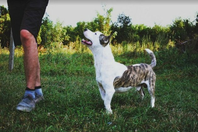 Even without training, dogs will try to rescue people in distress