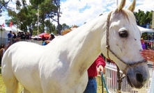 Horses saddle up for quarantine