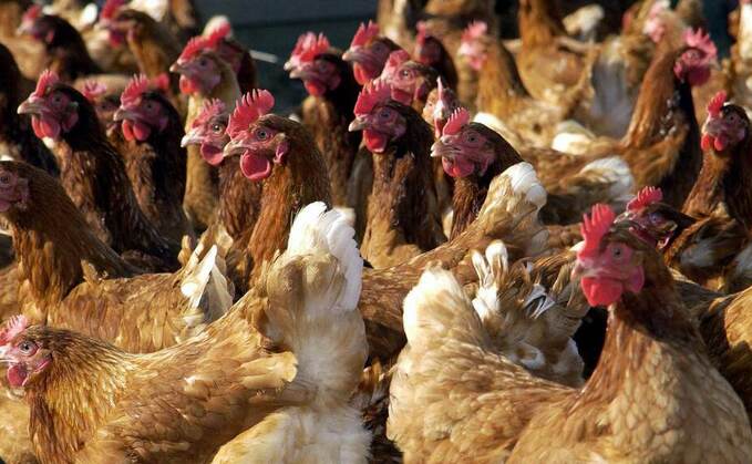 Avian flu rules still apply despite better weather