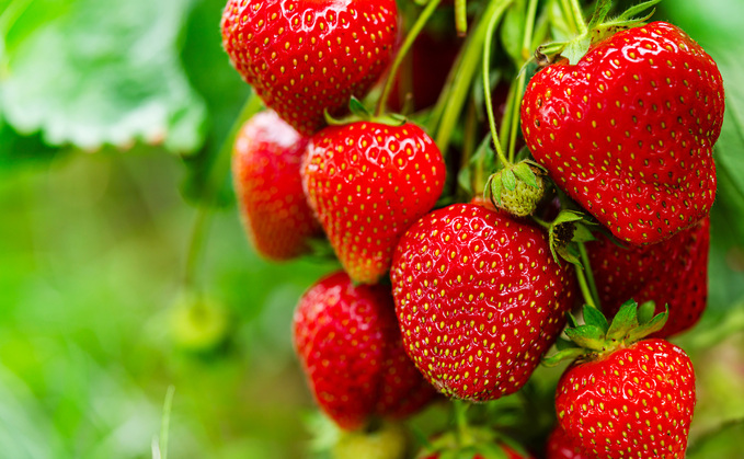 Retailers urged to back British strawberries as volumes expected to rise