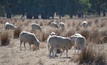 Australian Wool Innovation review calls for submissions
