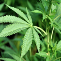 Pennsylvania House advances bill legalizing recreational marijuana