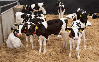 Helping calves bounce back from scours and pneumonia