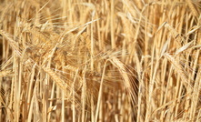 Mercado analyst, Nick Booth, said the wheat market was throwing up more twists than an Agatha Christie novel. 