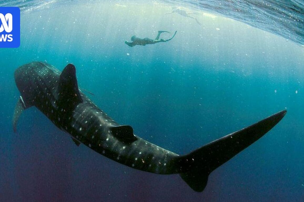 Business as usual at Exmouth after shark, crocodile and Irukandji incidents