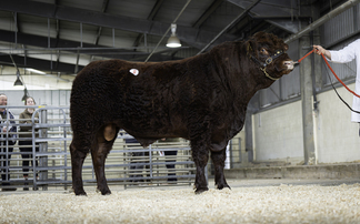 Sales round up: Salers at Exeter, dairy sales, YFC overwintering