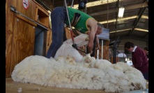  Shearers may benefit by the Victorian government's removal of planning permits for farm accommodation buildings. Picture Mark Saunders.