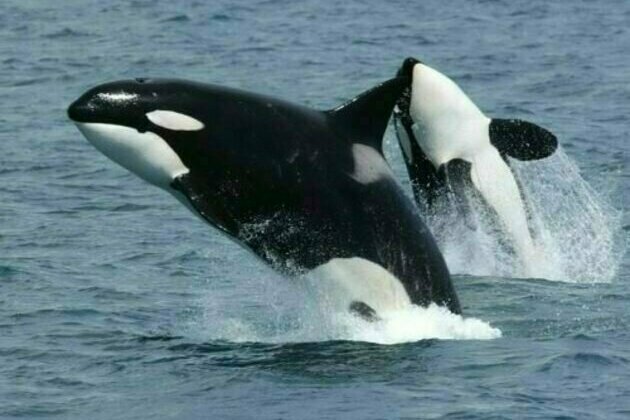 'Urgent Need for More Robust Actions' to Save Endangered Orcas Off B.C. Coast