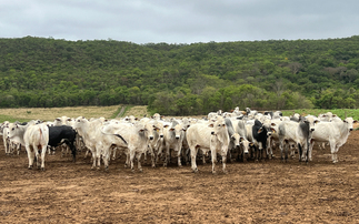 Carving out a regenerative path for Brazilian beef 