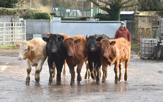 Beef special: Experience pays off on Derbyshire beef finishing unit