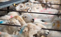 Lamb prices hold as sale season begins