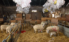 Sheep special: Planning a worming strategy at lambing time