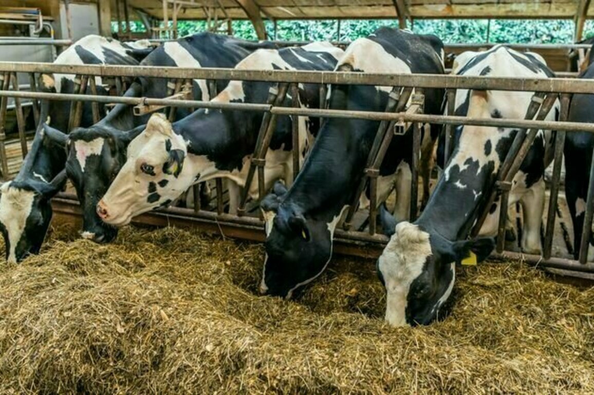 The environmental, social and public health toll of Europe's factory farming dependency
