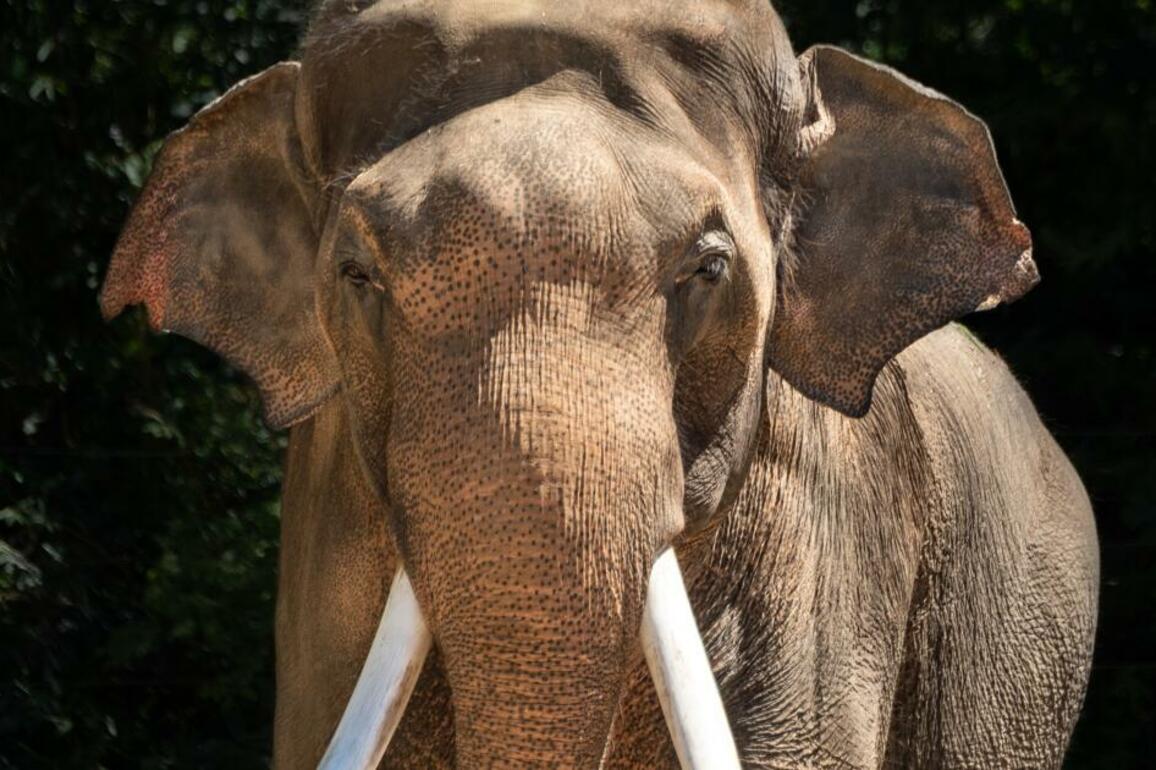 L.A. Zoo elephant enclosure appears empty amid relocation controversy