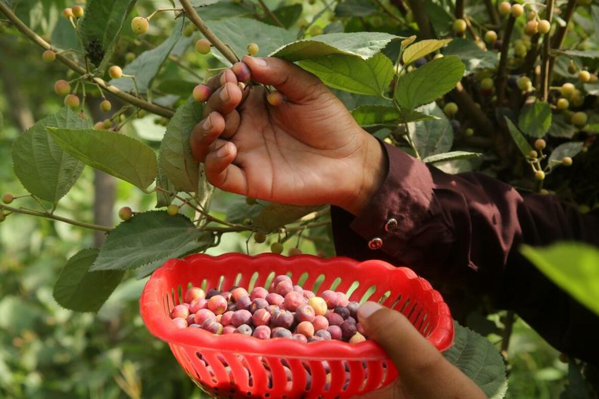 Asia Album: Happy harvest of phalsa fruit in Multan, Pakistan
