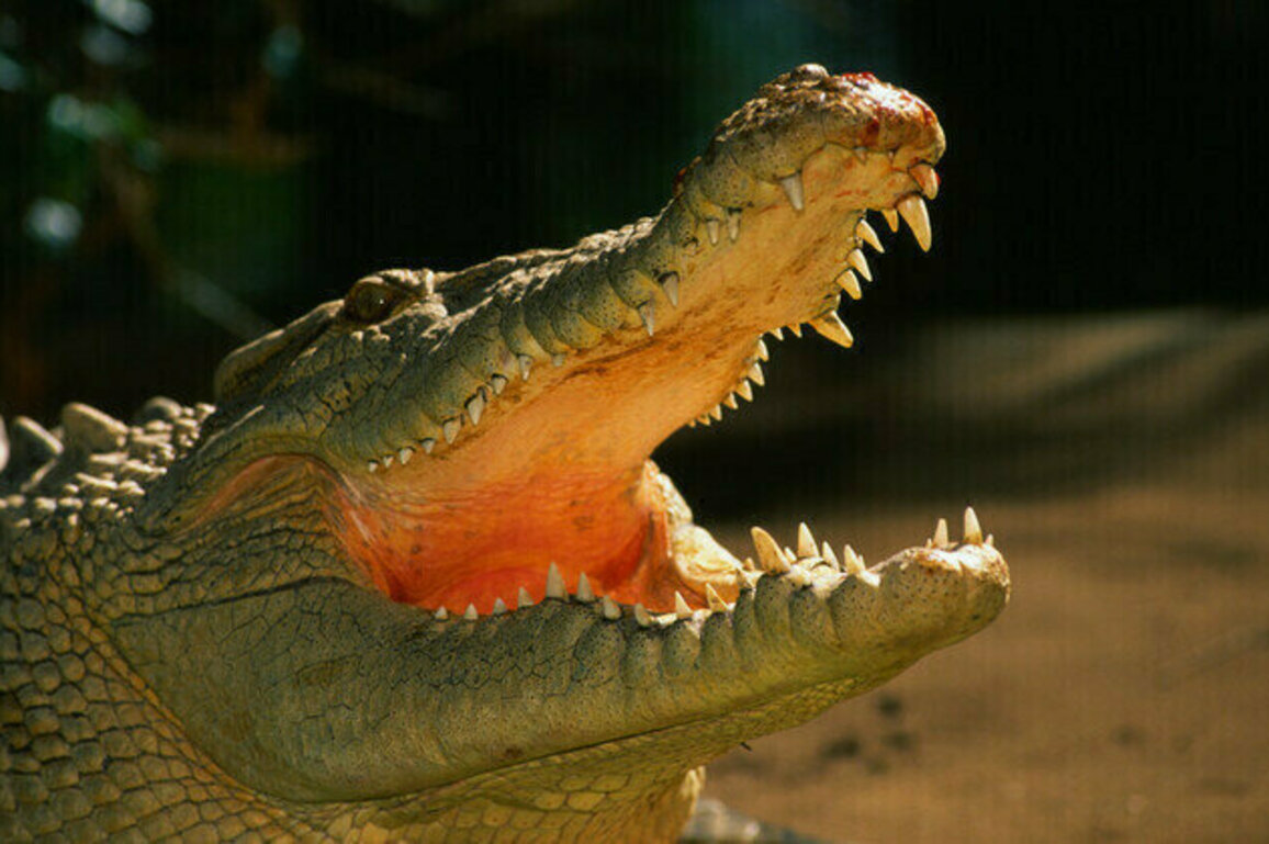 Croc-infested river gets green light for Australia Olympics