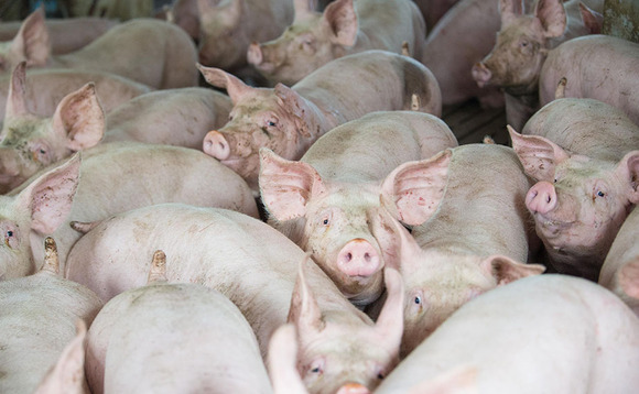 Study to improve welfare by increasing pigs social competence